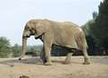 Animal park favourite leaves Howletts after 26 years