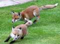 Young foxes frolic in back yard