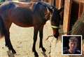 Horses go 'berserk' after balloon floats into stables 