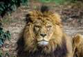 Head of lion pride dies