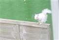 Grisly end for rare albino squirrel
