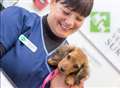 Kent vet voted best in country