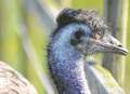 Mystery bird on the loose identified as emu