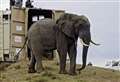 Kent charity helps relocate three young elephant 'Tuskers'