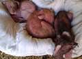 Puppies left virtually bald in 'appalling' neglect case