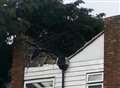 Huge 50ft tree finally removed from homes after two months of misery