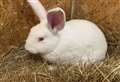 Anger as rabbit thrown over fence 'like bag of rubbish'