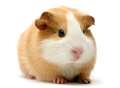 Firefighters revive guinea pigs with oxygen