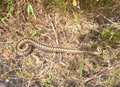 Warning after 2ft adder spotted in field