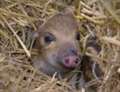 Pictures: baby boars are first arrivals of year