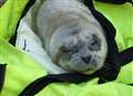 Premature seal pup found off Kent