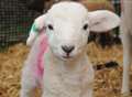 Special spring delivery: newborn lambs
