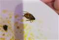 Restaurant served enforcement notice after ‘cockroach found on plate’