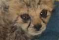 Traumatised baby cheetah on the road to recovery