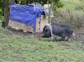 Abandoned pig lives in sty-le