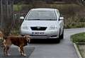 ‘My dog was almost hit - drivers must stop mounting pavements'