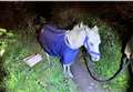 Horse found near M25 junction