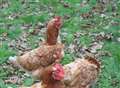 Children devastated after intruders butcher pet hens at primary school
