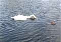 Probe after swan 'killed with catapult' 