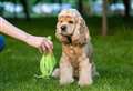 Dog poo queries explained by experts 