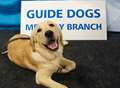 Guide Dogs set tongues wagging at the KM Big Quiz
