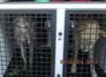 Dogs seized after a spate of cat killings