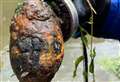 Grenade fished out of river at park