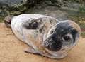 Stranded seal pups given helping hand