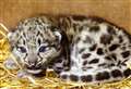 Sanctuary welcomes adorable baby snow leopard