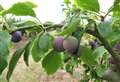 Hundreds of plums make for weekend fun 