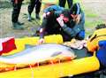 Stranded porpoise dies despite rescue bid
