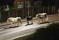 Shock as horses seen running down road in early hours