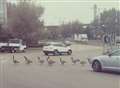 Feathers ruffled as geese stop traffic