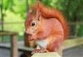 First red squirrels introduced to Kent in 50 years
