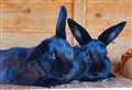 Black rabbits 'least popular' to be rehomed as rescues rise