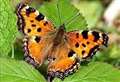 Half of Britain's butterfly species at risk of extinction 