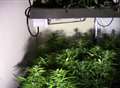 Hunt for cannabis growers launched after drug farm discovered