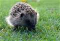 Neighbours urged to create 'hedgehog highways'
