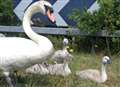 Swans cause a flap on motorway