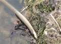 Eels found dying after sewage spill