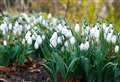 Where to see spectacular snowdrops in Kent