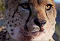First kill for cheetah raised at animal park