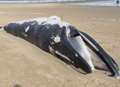 VIDEO: Dead whale on beach is fin whale
