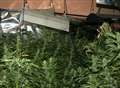 Cannabis stash seized in police raid