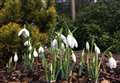 Snowdrops are set to be sensational