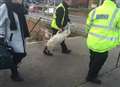Police called after swan flies into lorry
