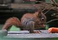Cute red squirrels make first appearance