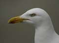 RSPB: Bird rescuers risk attack from seagulls