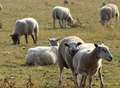 Police called after sheep seen in road