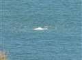 Blow me! 'Whale' spotted off coast